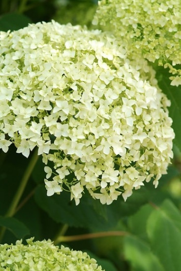 Hydrangea arb. Incrediball® - Strong Annabelle®- Hortensia