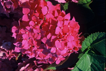 Hydrangea macr. 'Leuchtfeuer' - Bolhortensia