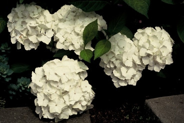 Hydrangea macr. 'Mme E. Mouillère' - Bolhortensia