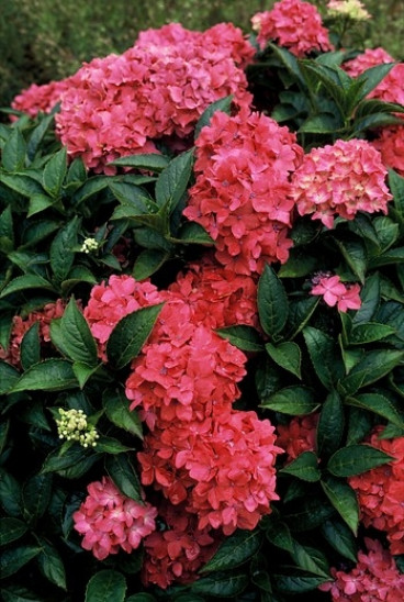 Hydrangea macr. 'Pia' - Bolhortensia