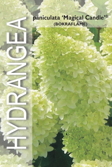 Hydrangea pan. Magical Candle