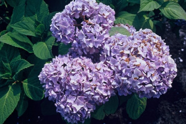 Hydrangea macr. 'Nikko Blue' - Bolhortensia