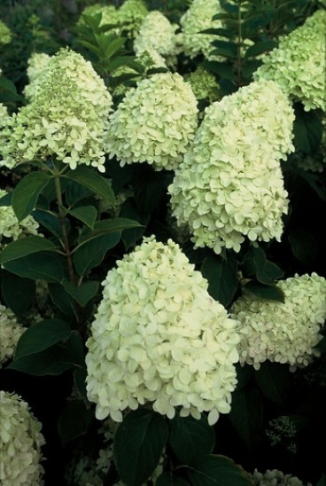 Hydrangea pan. Limelight ® - Pluimhortensia