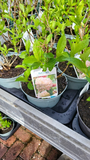 Hydrangea pan. Phantom - Pluimhortensia