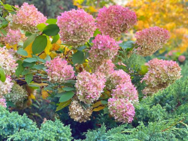 Hydrangea pan. Pink Lady