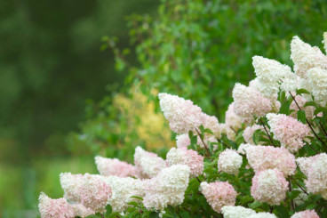 Hydrangea pan. Pinky Winky - Pluimhortensia