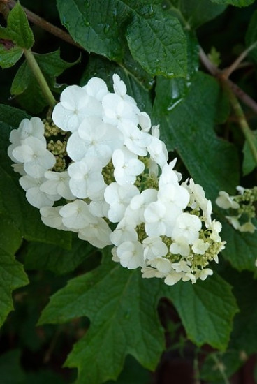 Hydrangea pan. Silver Dollar - Pluimhortensia