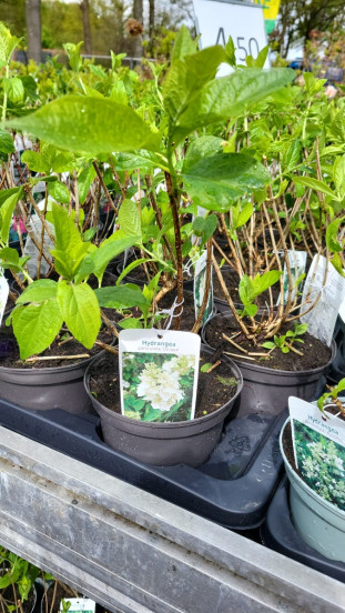 Hydrangea pan. Unique - Pluimhortensia