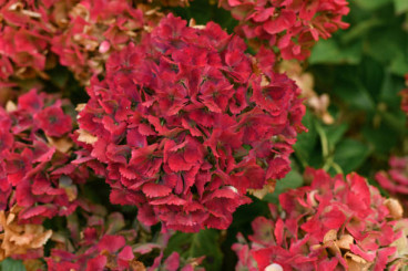Hydrangea pan. Wim's Red - Pluimhortensia