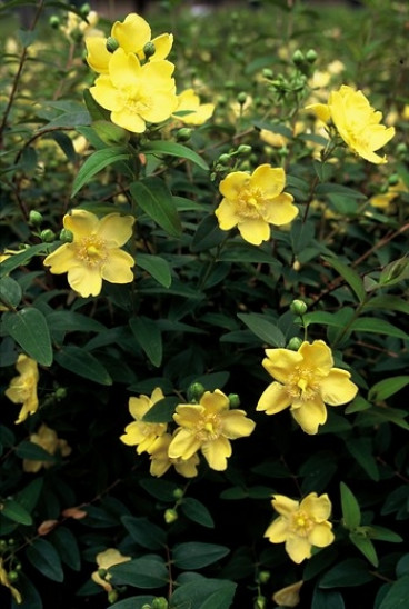 Hypericum 'Hidcote' - Hertshooi