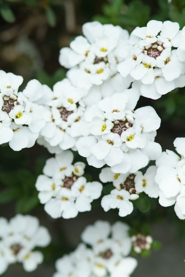 Iberis sempervirens  - Scheefkelk