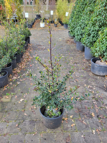 Ilex aquifolium - Hulst