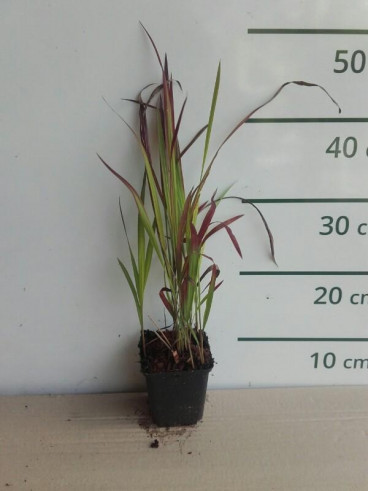 Imperata cylindrica “Red Baron” - Japans bloedgras