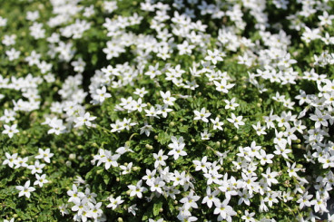 Isotoma fluviatilis