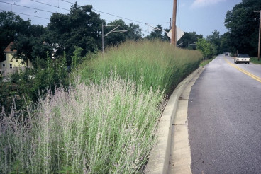 Panicum virgatum “Heavy Metal” - Vingergras