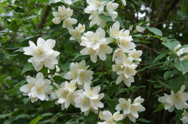 Jasmijn - Jasminum offincinale