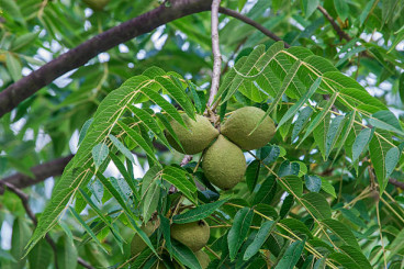 Juglans nigra - Zwarte walnoot