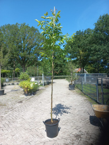 Juglans regia - Walnoot - boom