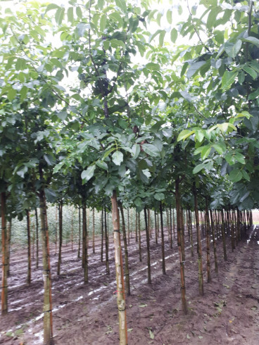 Juglans regia Broadview - Walnoot - boom