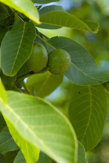 Juglans regia - Walnoot