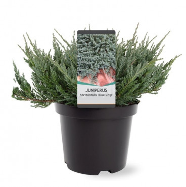 Juniperus horizontalis Blue Chip | Jeneverbes