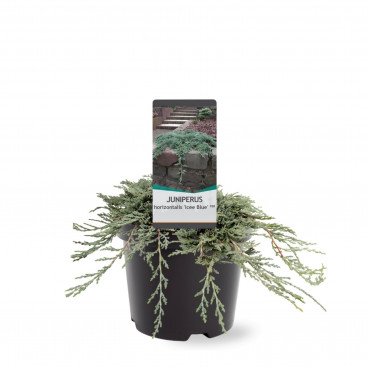 Juniperus horizontalis Icee Blue | Jeneverbes