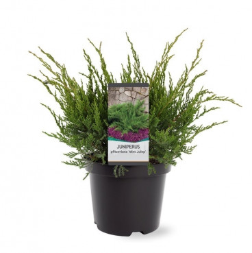 Juniperus pfitzeriana Mint Julep | Jeneverbes