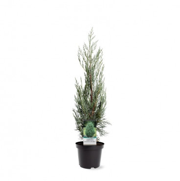 Juniperus scopulorum Moonglow | Jeneverbes