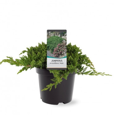 Juniperus procumbens Nana | Jeneverbes