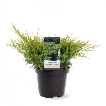 Juniperus pfitzeriana Old Gold | Jeneverbes