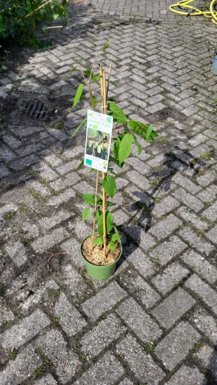 Actinidia - Kiwi 