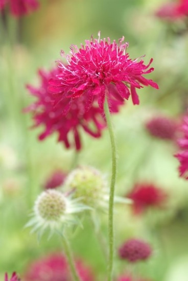 Knautia macedonica - Beemdkroon