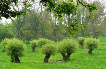 Salix alba - Knotwilg - boom