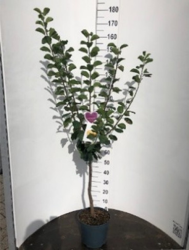 Pruim - Prunus d. President