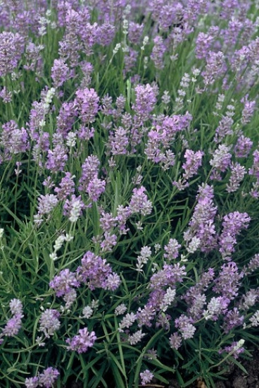 Lavandula angustifolia Munstead - Lavendel 