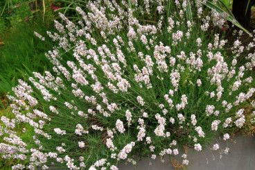 Lavandula int. Edelweiss - Witte Lavendel