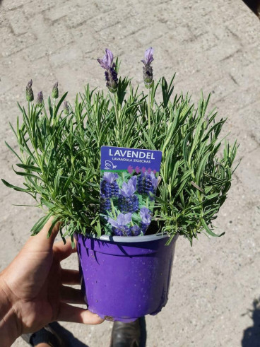 Lavandula Stoechas - Kuiflavendel