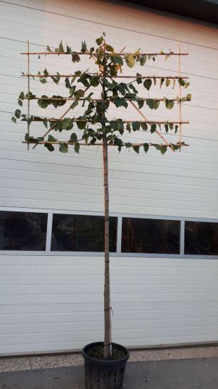 Tilia europea Pallida - Leilinde