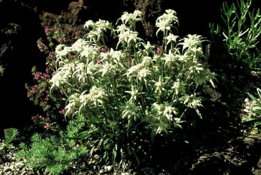 Leontopodium alpinum - Edelweiss - 