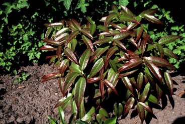 Leucothoe 'Halloween' - Druifheide