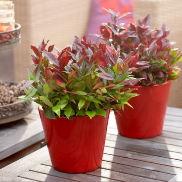 Leucothoe 'Little Flames' - Druifheide