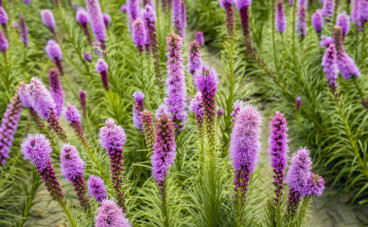 Liatris spicata