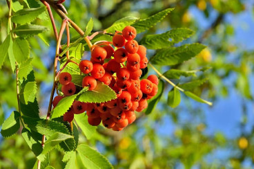 Sorbus aucuparia - Gewone Lijsterbes