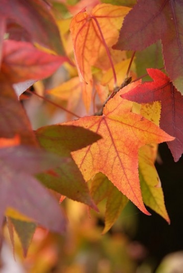 Liquidambar styraciflua - Amberboom Leivorm