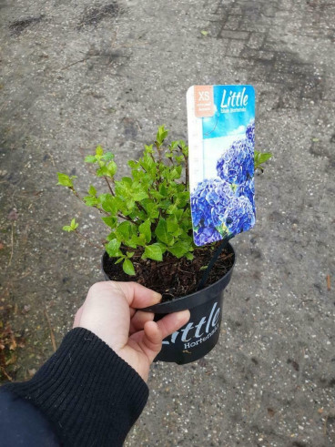 Hydrangea macr. Little XS | Laagblijvende Hortensia 