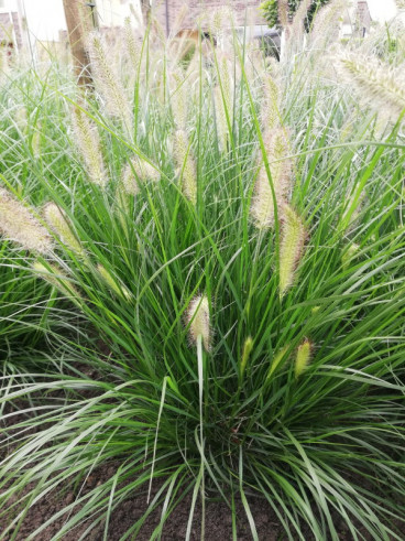 Pennisetum al. “Little Bunny” - Lampenpoetser