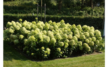 Hydrangea pan. Little Lime - Pluimhortensia