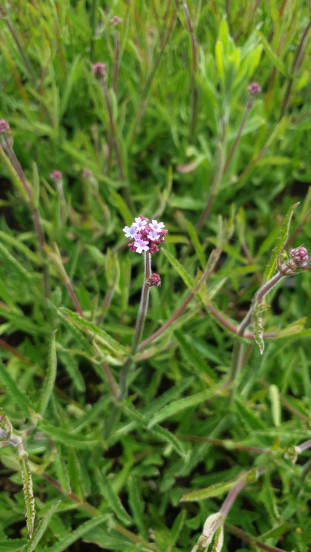 Verbena bonariensis Lollipop - Ijzerhard