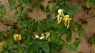 Lonicera jap. Halliana | Kamperfoelie