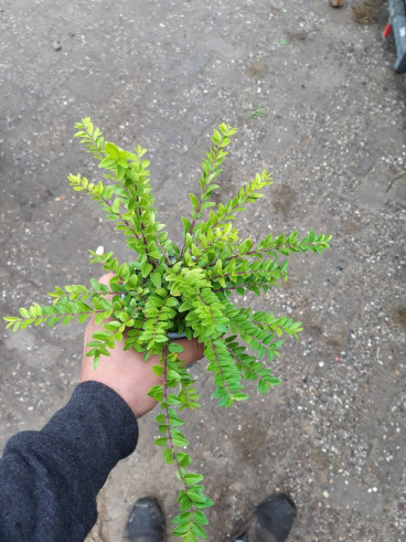 Lonicera nit. Maigrun | Struikkamperfoelie